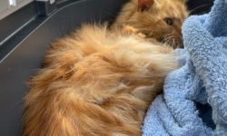 Cat dies after bringing back snare and found in garden at Newton Road, Doncaster.