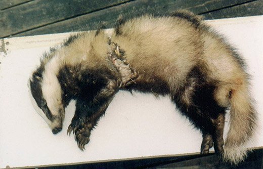 Isle of Wight badger killed by a home-made snare