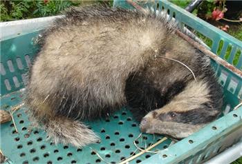 Snares kill badger on Isle of Wight
