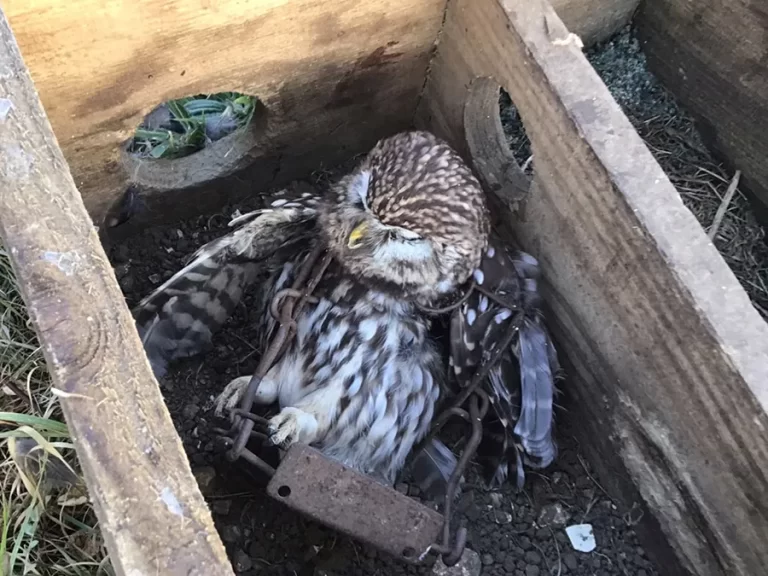 Little owl killed by a Fenn-type trap at Sandringham, Norfolk