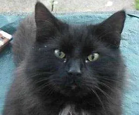Cat had to be put down after being caught in a snare