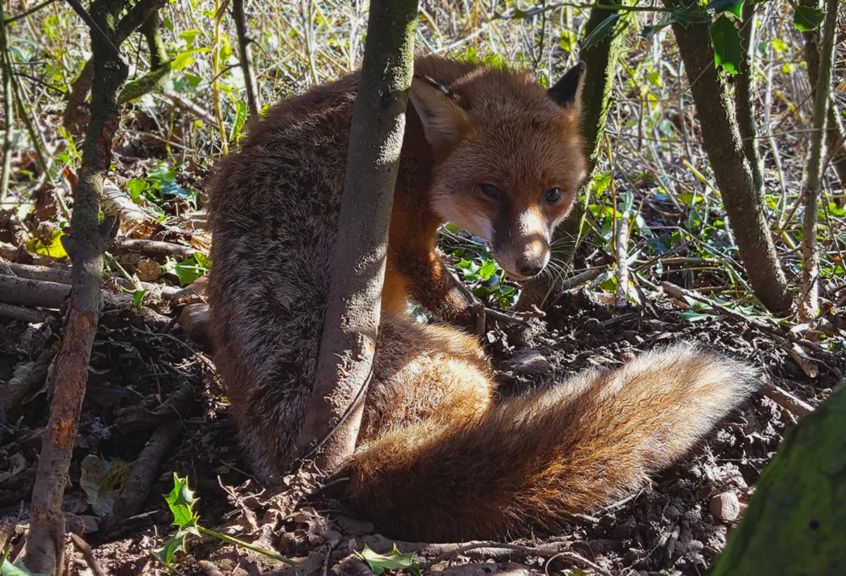 Decomposing fox trapped in an animal snare at Midway Farm, Stoke St Michael, Somerset