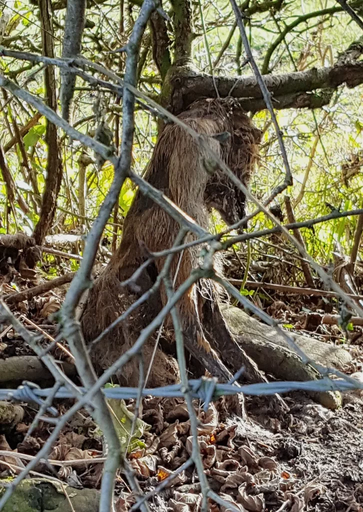 Decomposing fox trapped in an animal snare at Midway Farm, Stoke St Michael, Somerset