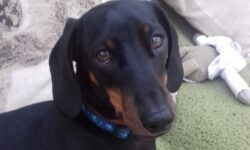 Miniature Dachshund is killed by fox snare on countryside walk