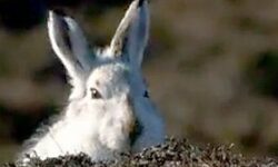 Review of 2020 Scottish Parliament finally protected Mountain hares