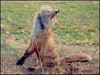 fox trapped and died in snare