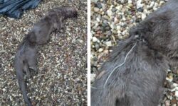 Otters found dead in illegal traps