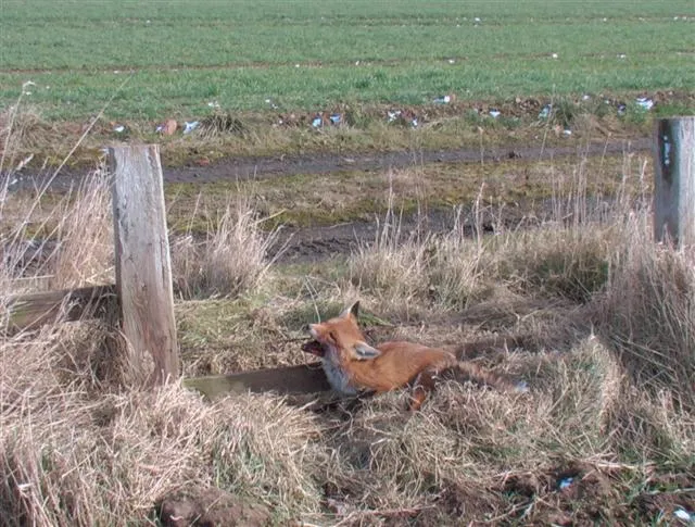 Snares fox killed on fenceline pag