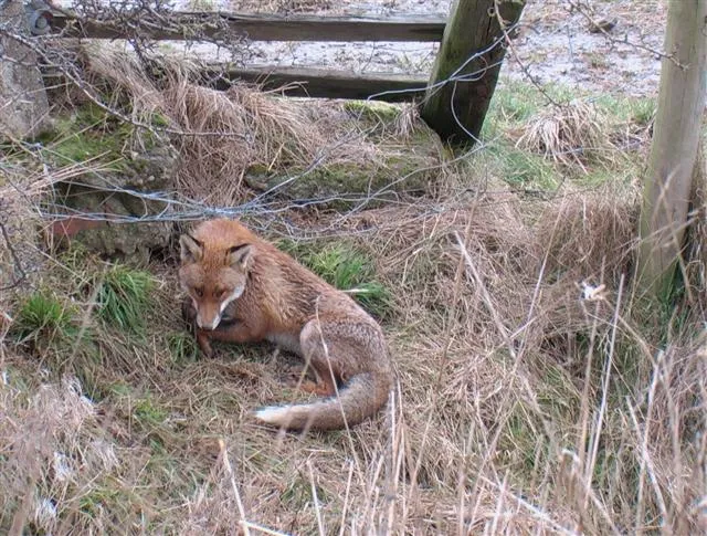Snares fox trapped on fence pag