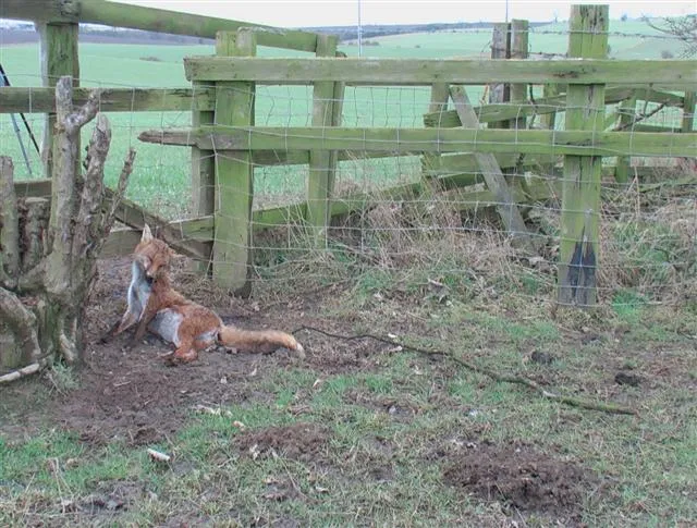 Snared fox hung in trap pag