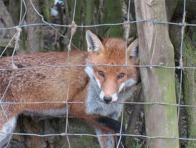 Snaring fox trapped pag