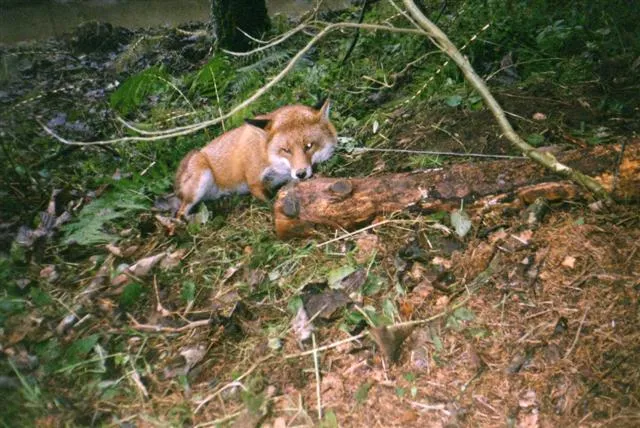 Animal snares fox trapped pag