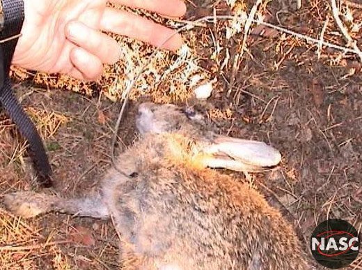 Rabbit killed by snare 