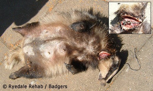 Badger killed by a snare in North Yorkshire