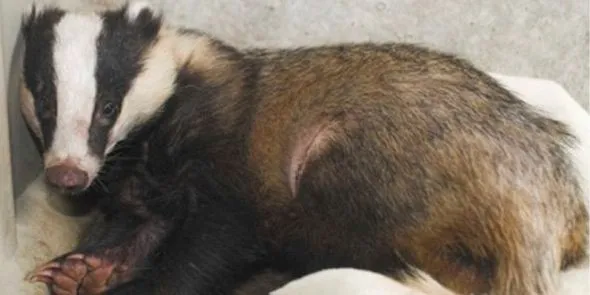 Snared Scottish badger released back into the wild