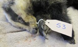 Badger dies after being caught in snare