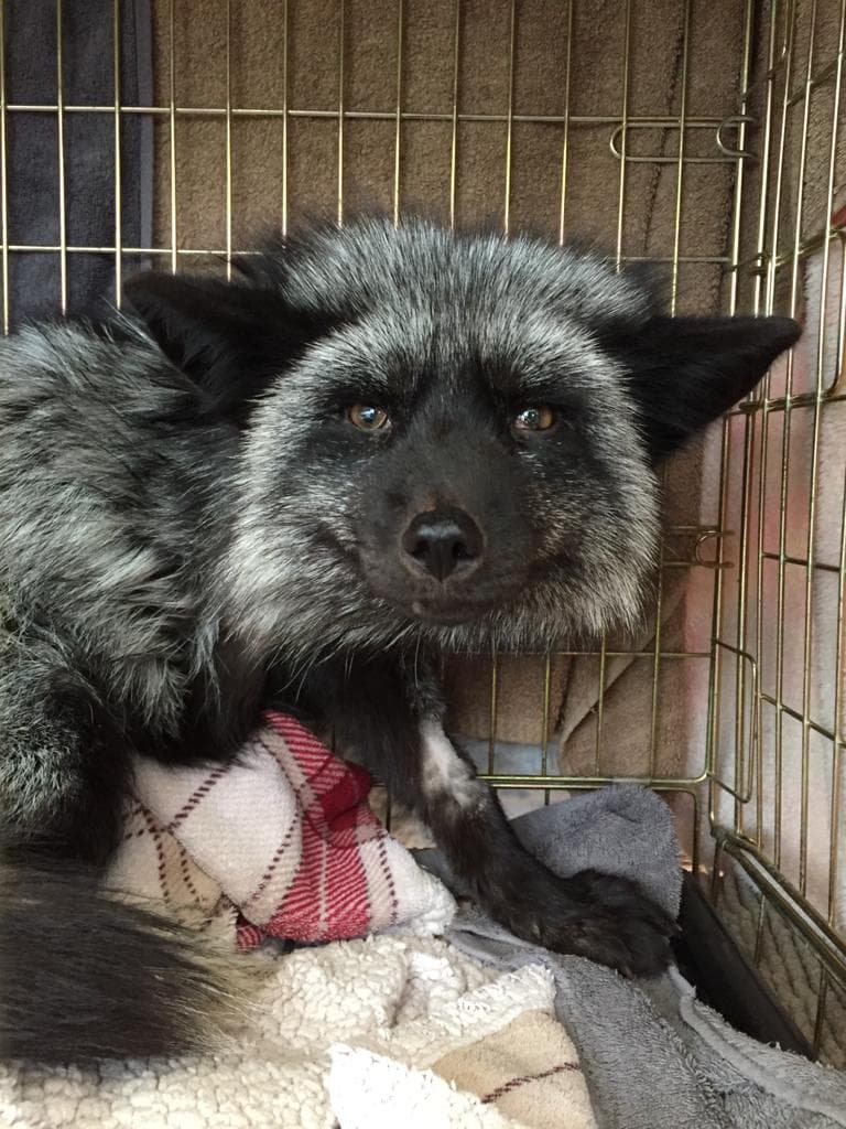 Silver fox injured by animal snare in Barry, Wales