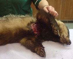 Snare injuries to badger