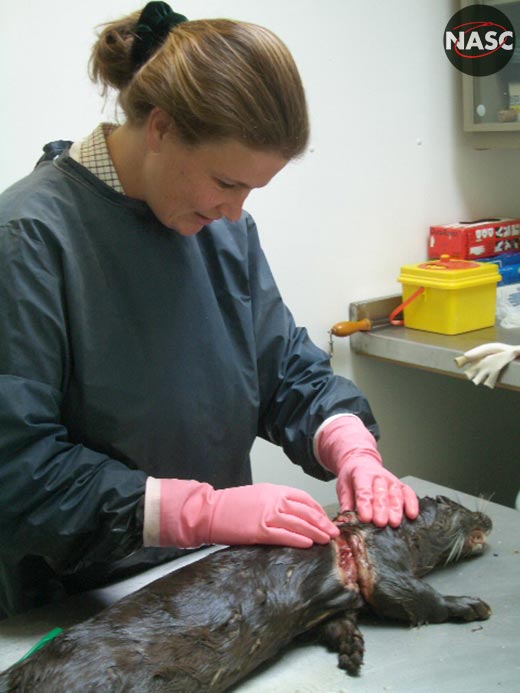Otter injuries caused by snare