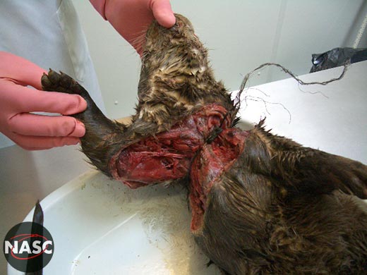 snaring otters is illegal and causes enormous cruelty