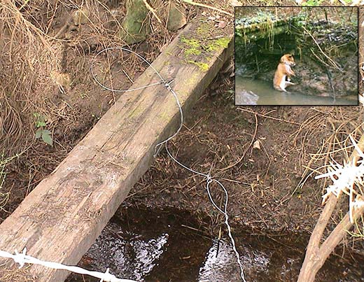 Fox snare set on a bridge