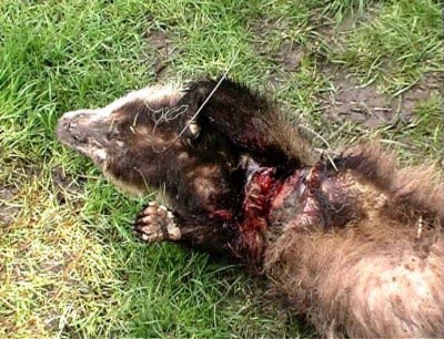 Badger killed by drag pole in Buckinghamshire