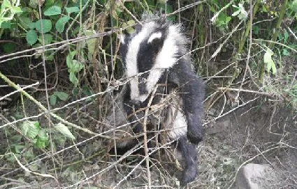 Snared badger - photo credit RSPCA