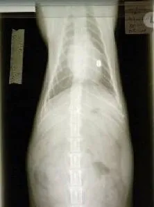 Snared cat shot twice