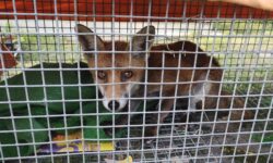 Second fox cruelly snared in urban Sussex