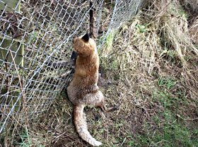 snared fox hung in Dumfries