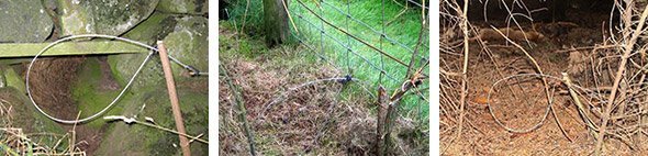 Snares on grouse moors