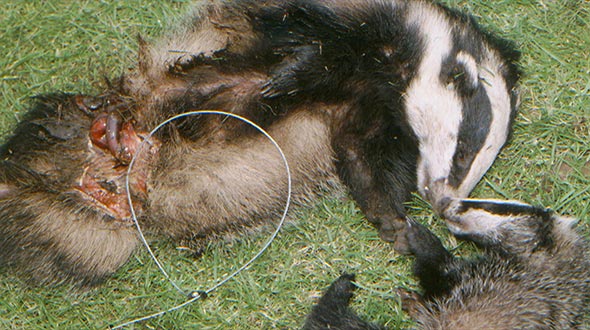 A fox snare in South Yorkshire kills a badgers