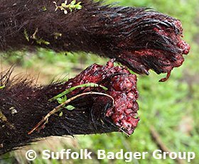 Desperate badger gnaw off its own feet