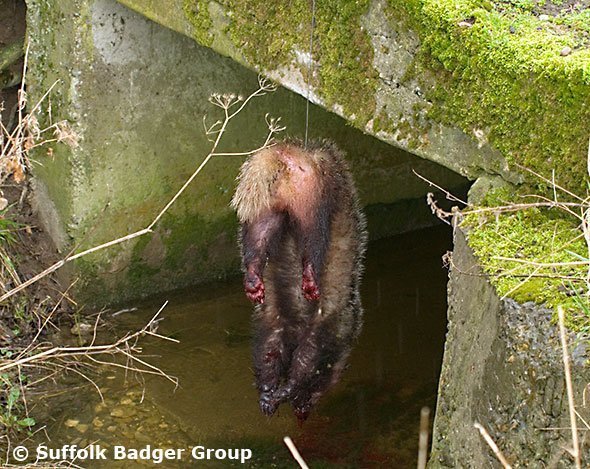 Badger found by Suffolk Badger Group