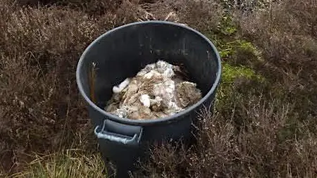 Stink bin pit with mountain hares on moorland in Derbyshire