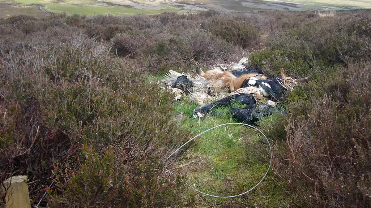 Stink Pit with Snares trap on moorland