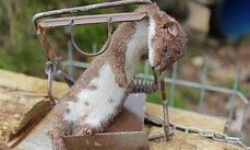 Fenn Traps Not Allowed for Stoats after 1st April 2020