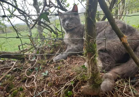 Trapped in a wire snare cat lucky rescue Talsam