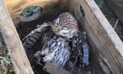 Owl dies in trap on Queen’s Sandringham estate, leading Chris Packham to call for ban