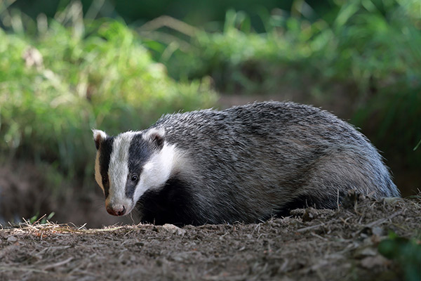 Victims of Snares Badger