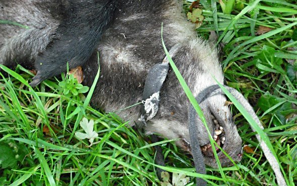 The badger which was found dumped