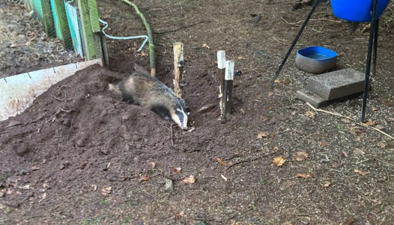 Badger caught in a snare in Tyrone, Northern Ireland